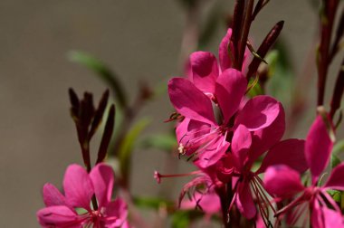 Bahçede açan güzel pembe çiçekler, yaz güneşli bir gün