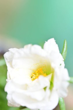 Bahçede büyüyen beyaz güzel çiçeklere yakın.