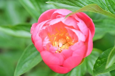 Güzel botanik fotoğrafı, doğal duvar kağıdı. Bahçedeki şakayık çiçeği 