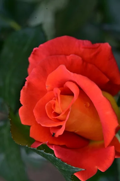 Bahçede Yetişen Güzel Kırmızı Gül Çiçeği — Stok fotoğraf