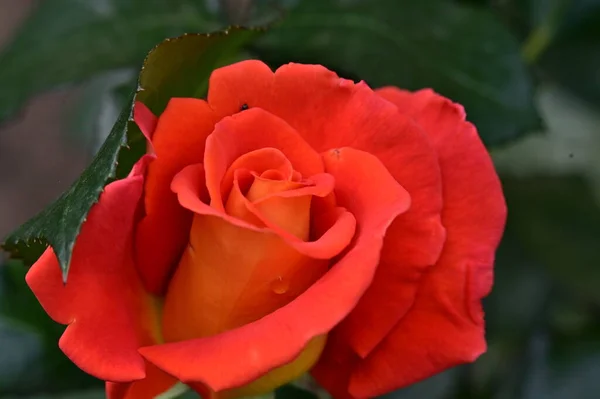 Hermosa Flor Rosa Roja Creciendo Jardín —  Fotos de Stock