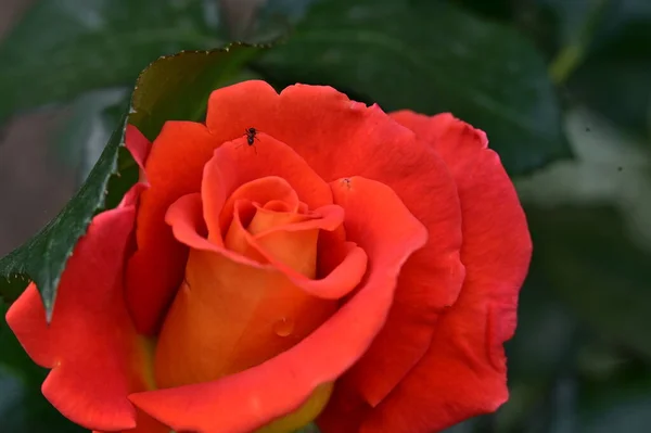Piękny Czerwony Kwiat Róży Rośnie Ogrodzie — Zdjęcie stockowe