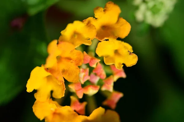 Красивые Оранжевые Желтые Цветы Саду — стоковое фото