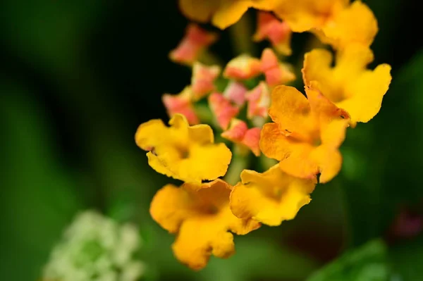 Flores Laranjas Amarelas Bonitas Jardim — Fotografia de Stock