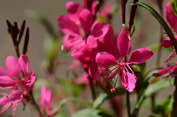 Mooie Bloeiende Roze Bloemen Tuin Zomer Zonnige Dag — Stockfoto