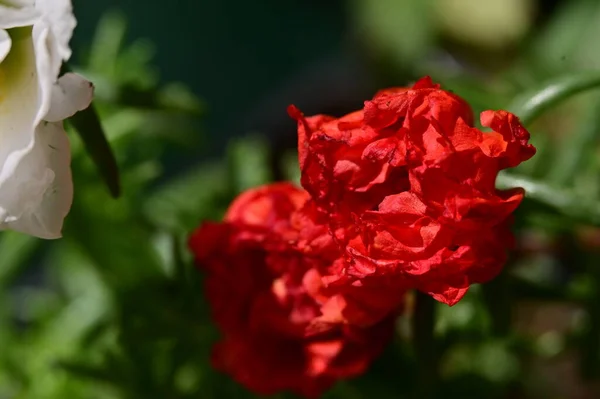 Красный Цветок Саду — стоковое фото