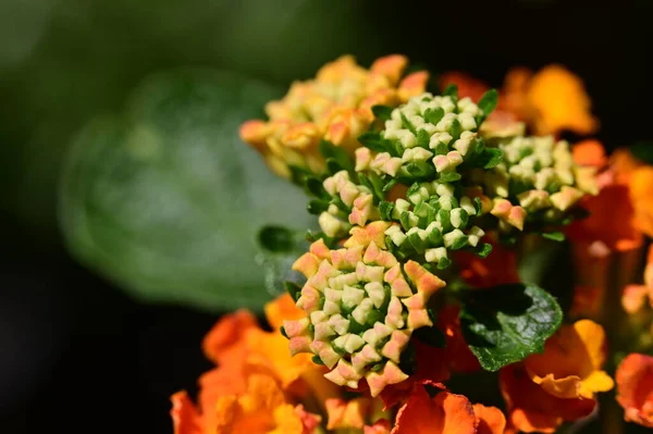Hermosas Flores Naranjas Amarillas Jardín — Foto de Stock