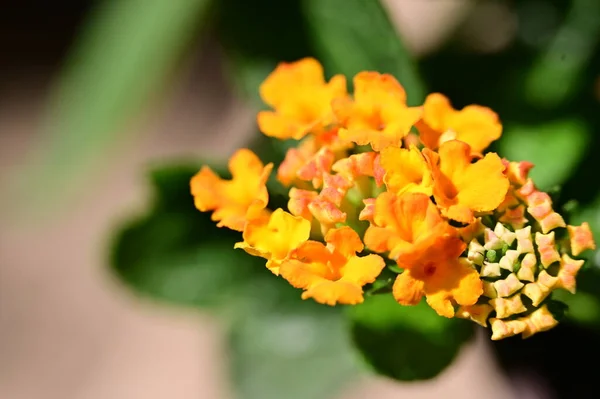 Vackra Orange Och Gula Blommor Trädgården — Stockfoto