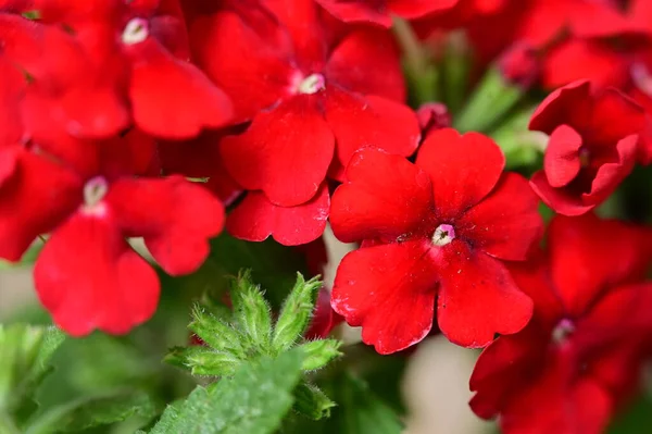 Schöne Blühende Rote Blumen Garten Sonniger Sommertag — Stockfoto