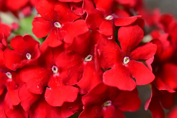 Vackra Blommande Röda Blommor Trädgården Sommar Solig Dag — Stockfoto