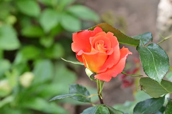 美丽明亮的玫瑰花 — 图库照片