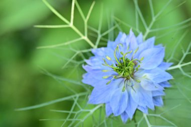Bahçedeki güzel mavi çiçek