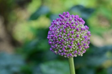 Bahçedeki güzel, parlak çiçek 