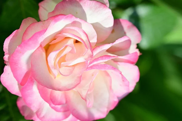 Bunga Mawar Merah Muda Yang Indah Tumbuh Taman — Stok Foto