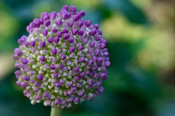 Красивые Фиолетовые Цветы Саду — стоковое фото