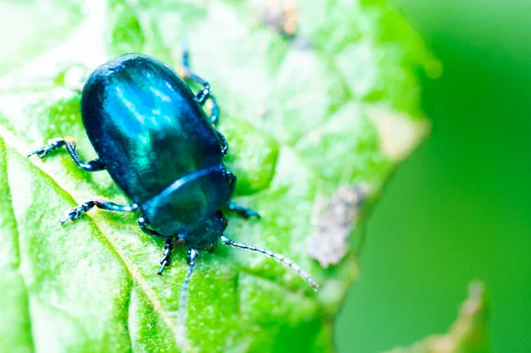 Close Bug Sentado Folha Verde Natureza Selvagem — Fotografia de Stock