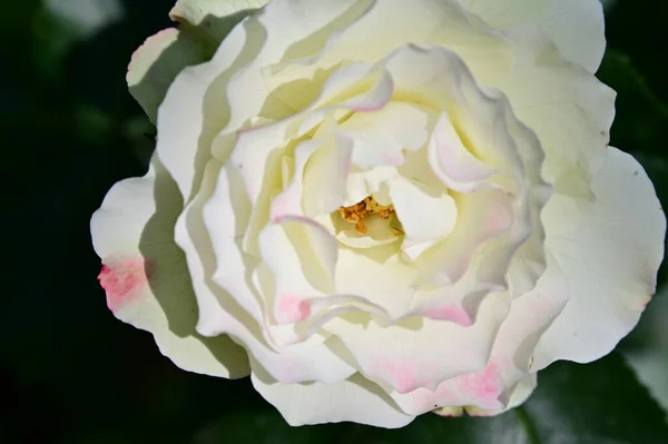 美丽的植物学照片 天然壁纸 花园里的玫瑰花 — 图库照片