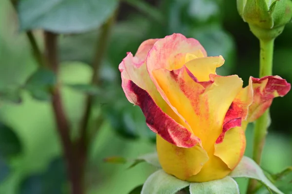 美しいボタニカルショット自然壁紙 庭でバラの花 — ストック写真