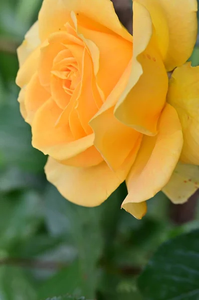 Beautiful Yellow Rose Garden — Stock Photo, Image