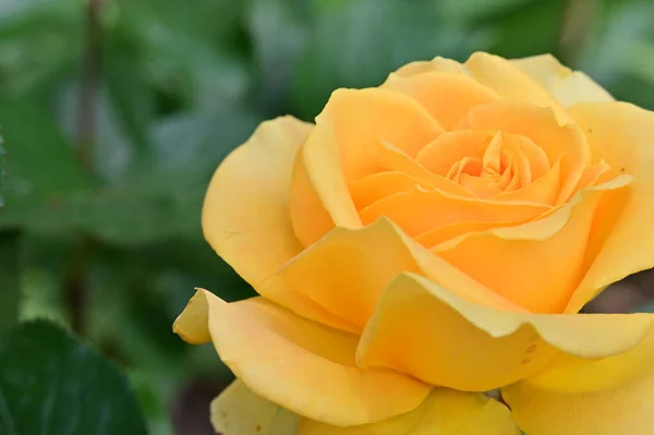 Красивая Желтая Роза Саду — стоковое фото