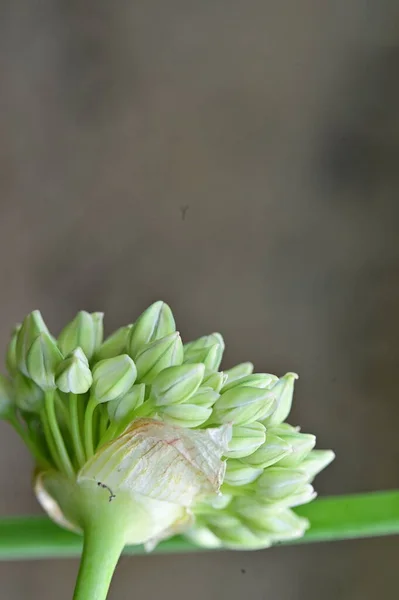 庭で育つ白い美しい花の終わり — ストック写真