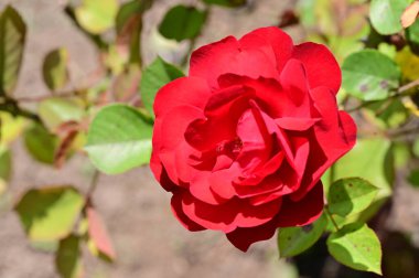 Bahçede yetişen güzel kırmızı gül çiçeği