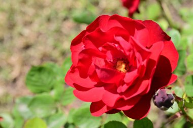 Bahçede yetişen güzel kırmızı gül çiçeği