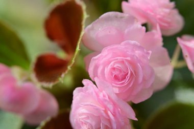 Bahçede yetişen güzel pembe güller