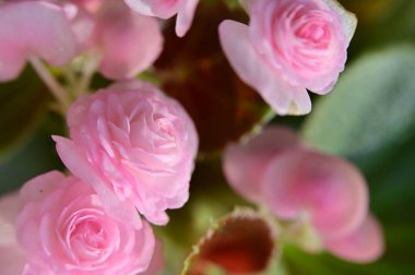 Bahçede yetişen güzel pembe güller