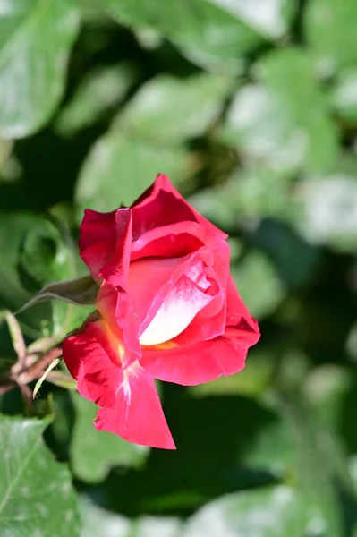 Красивый Розовый Цветок Розы Растет Саду — стоковое фото