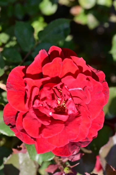 Όμορφο Κόκκινο Τριαντάφυλλο Λουλούδι Που Αναπτύσσεται Στον Κήπο — Φωτογραφία Αρχείου