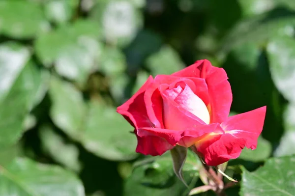Bela Rosa Rosa Flor Crescendo Jardim — Fotografia de Stock
