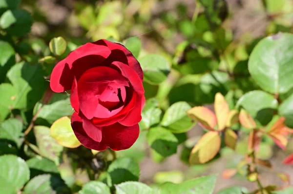 stock image beautiful red rose flower growing in the garden