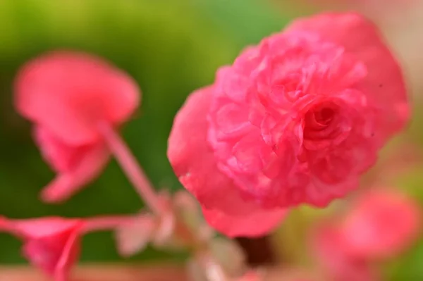 Krásné Růžové Růže Květiny Rostoucí Zahradě — Stock fotografie