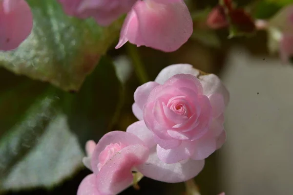 Belles Fleurs Roses Roses Poussant Dans Jardin — Photo