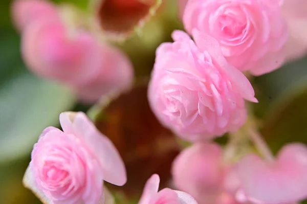 Hermosas Flores Rosadas Creciendo Jardín — Foto de Stock