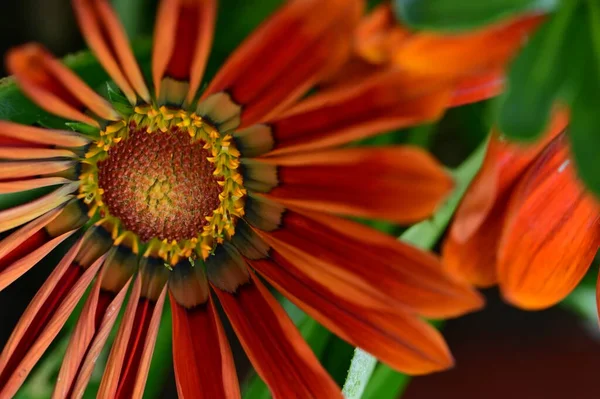 Belles Fleurs Oranges Poussant Dans Jardin Concept Journée Ensoleillée Été — Photo