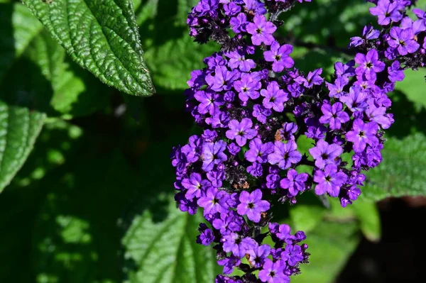 Schöne Blühende Lila Blumen Garten Sonniger Sommertag — Stockfoto
