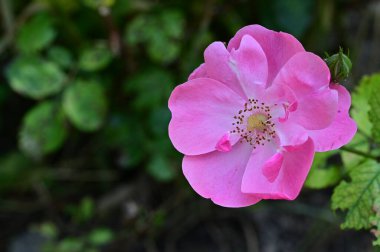 Bahçede yetişen güzel pembe gül çiçeği
