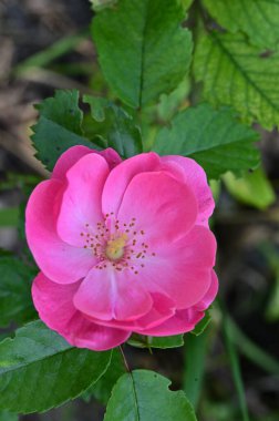 Bahçede yetişen güzel pembe gül çiçeği