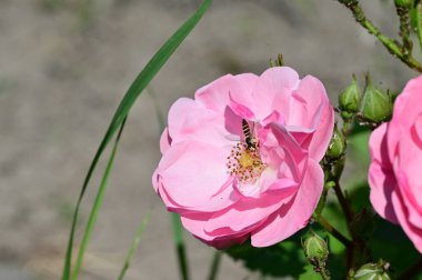 Bahçede yetişen pembe güzel çiçeklerin üzerinde oturan arıya yaklaş.