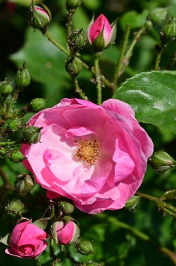 Bahçede yetişen güzel pembe gül çiçeği