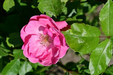 Bahçede yetişen güzel pembe gül çiçeği