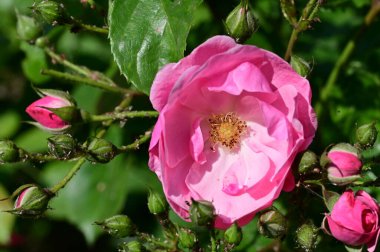 Bahçede yetişen güzel pembe güller