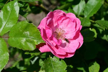 Bahçede yetişen pembe güzel çiçeklerin üzerinde oturan arıya yaklaş.
