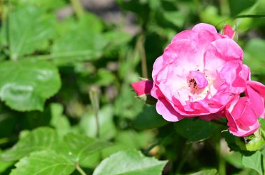 Bahçede yetişen güzel pembe gül çiçeği