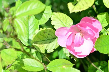 Bahçede yetişen güzel pembe gül çiçeği