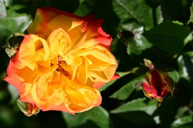 Güzel sarı ve kırmızı gül bahçede