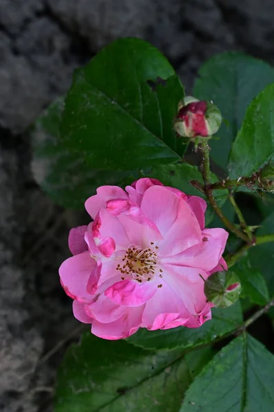 Bahçede Yetişen Güzel Pembe Gül Çiçeği — Stok fotoğraf