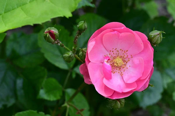 Όμορφο Ροζ Τριαντάφυλλο Ανθίζει Στον Κήπο — Φωτογραφία Αρχείου